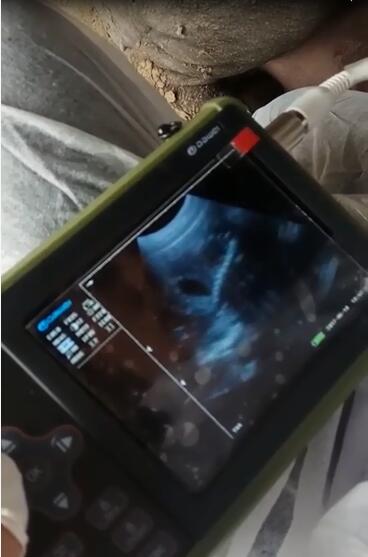 動(dòng)物B超機(jī),獸用B超機(jī),動(dòng)物B超,獸用B超