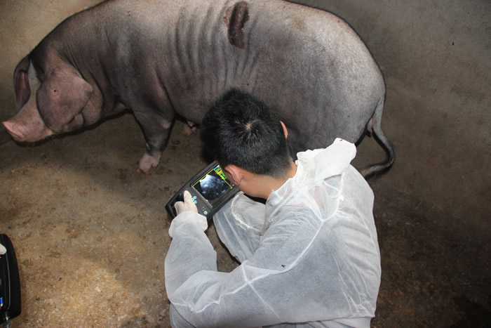 獸用B超機(jī),獸用b超,獸用孕檢B超,母豬B超,