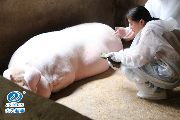 獸用B超機(jī),獸用b超,獸用孕檢B超,母豬驗(yàn)孕儀,豬用驗(yàn)孕儀,豬用b超