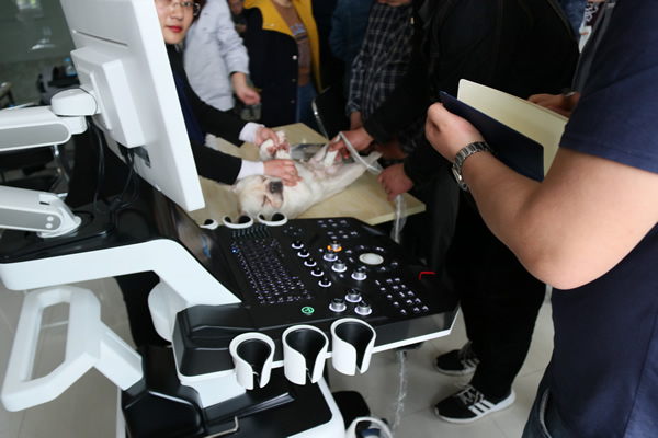 小法牛享受著大為醫(yī)療寵物彩超的檢查，一點(diǎn)排斥感都沒有。可見機(jī)器對(duì)寵物的舒適度很合適。